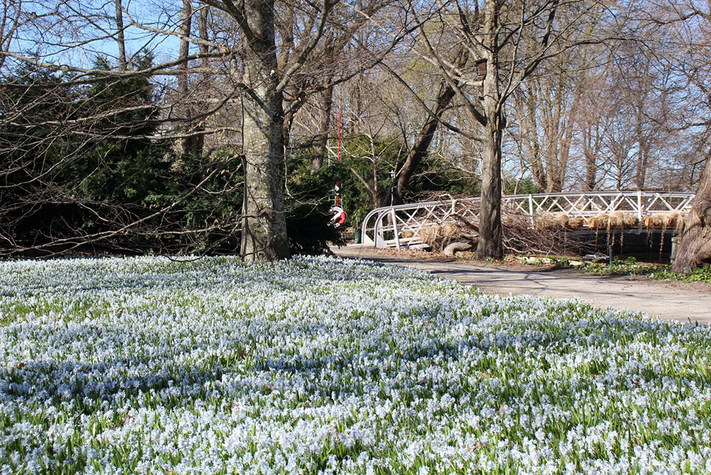 Foto på en del av Strömparterren under våren. I bilden syns en gräsmatta täckt av ljusblåa lökväxter. I bakgrunden syns Anders Zorns bro.