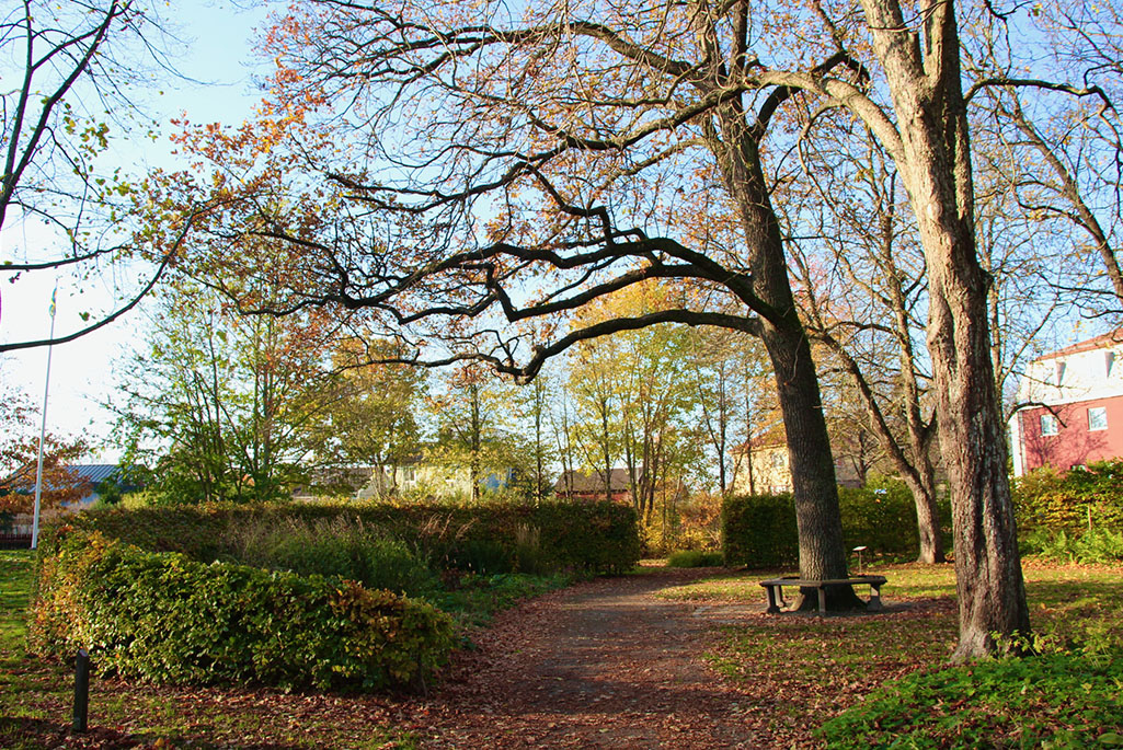 Foto på en del av Anna Lindhs park under hösten. En gång med höstlöv går mellan en formklippt häck och stora träd. Runt ett av träden finns det sittplatser.