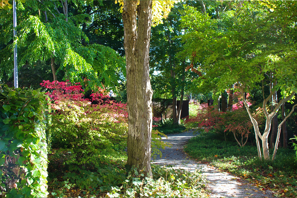 Foto på woodlands-delen av Blombergs park. På bilden syns en stig gå genom en lummig parkmiljö med träd och perenner.