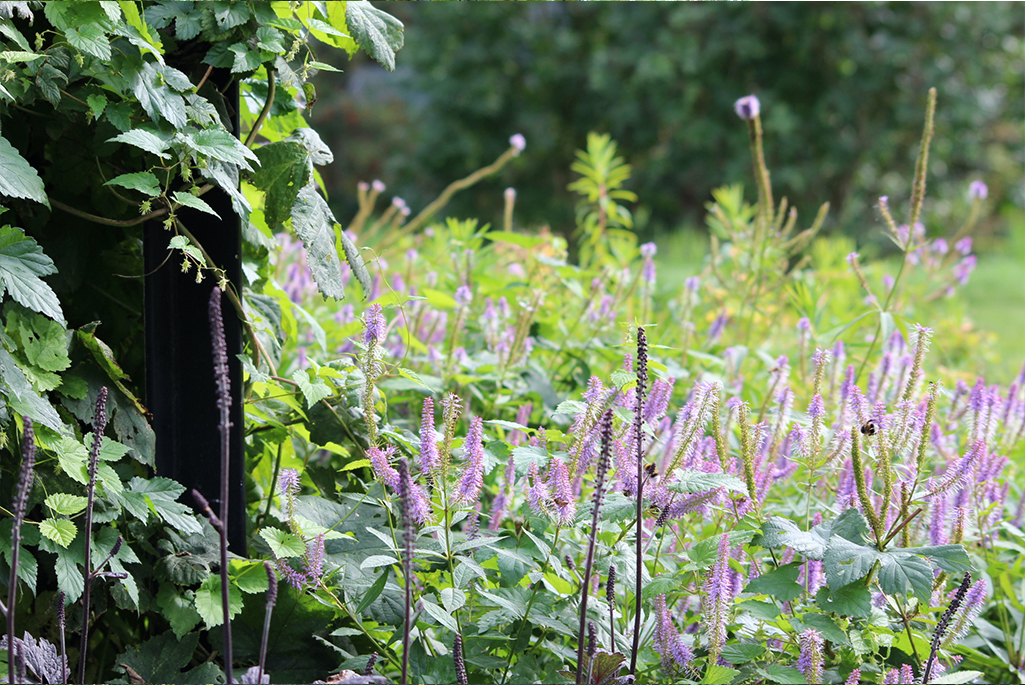 Närbild på några av de växterna som finns i Blå trädgård. På bilden syns bland annat salvia, humle och höstsilverax.
