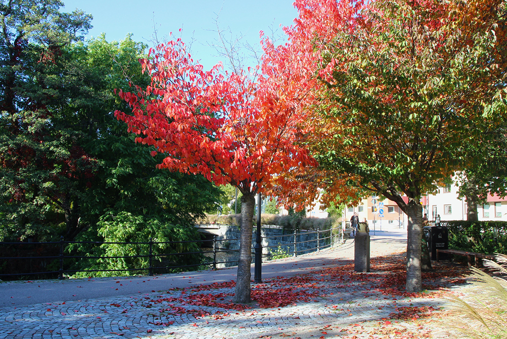 Bild på träd under hösten på Fisktorget. På bilden syns körsbärsträd med vackra röda blad.